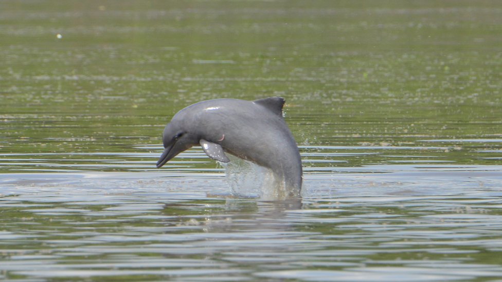 The tucuxi dolphin
