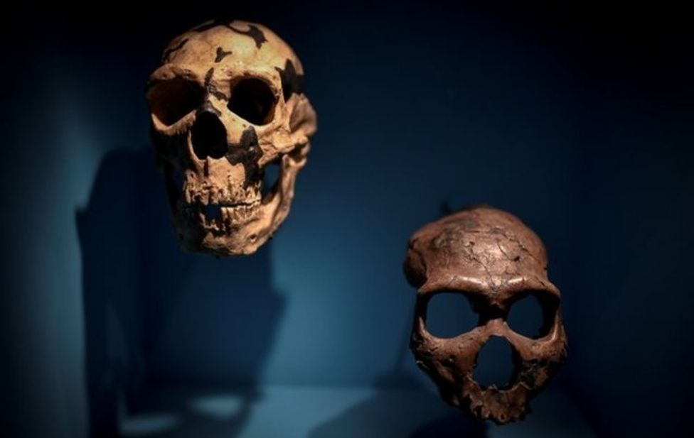 Cráneos neandertales