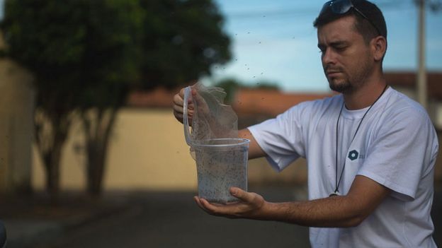 Brezilya'da biyologlar Zika salgınına karşı genetiği değiştirilmiş milyonlarca sivrisineği doğaya salmışlardı