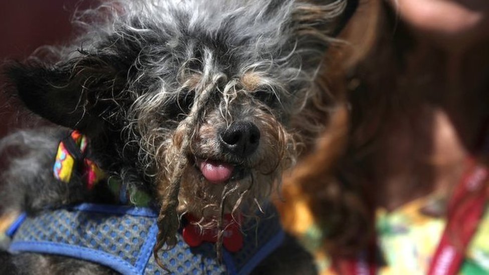 World's ugliest 2024 dog 2019