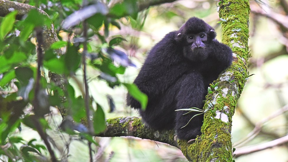 Male Hainan Gibbon