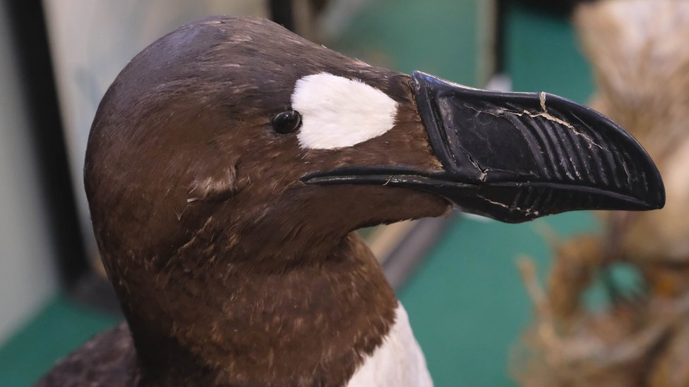 giant-extinct-great-auk-replica-sells-for-25-000-bbc-news