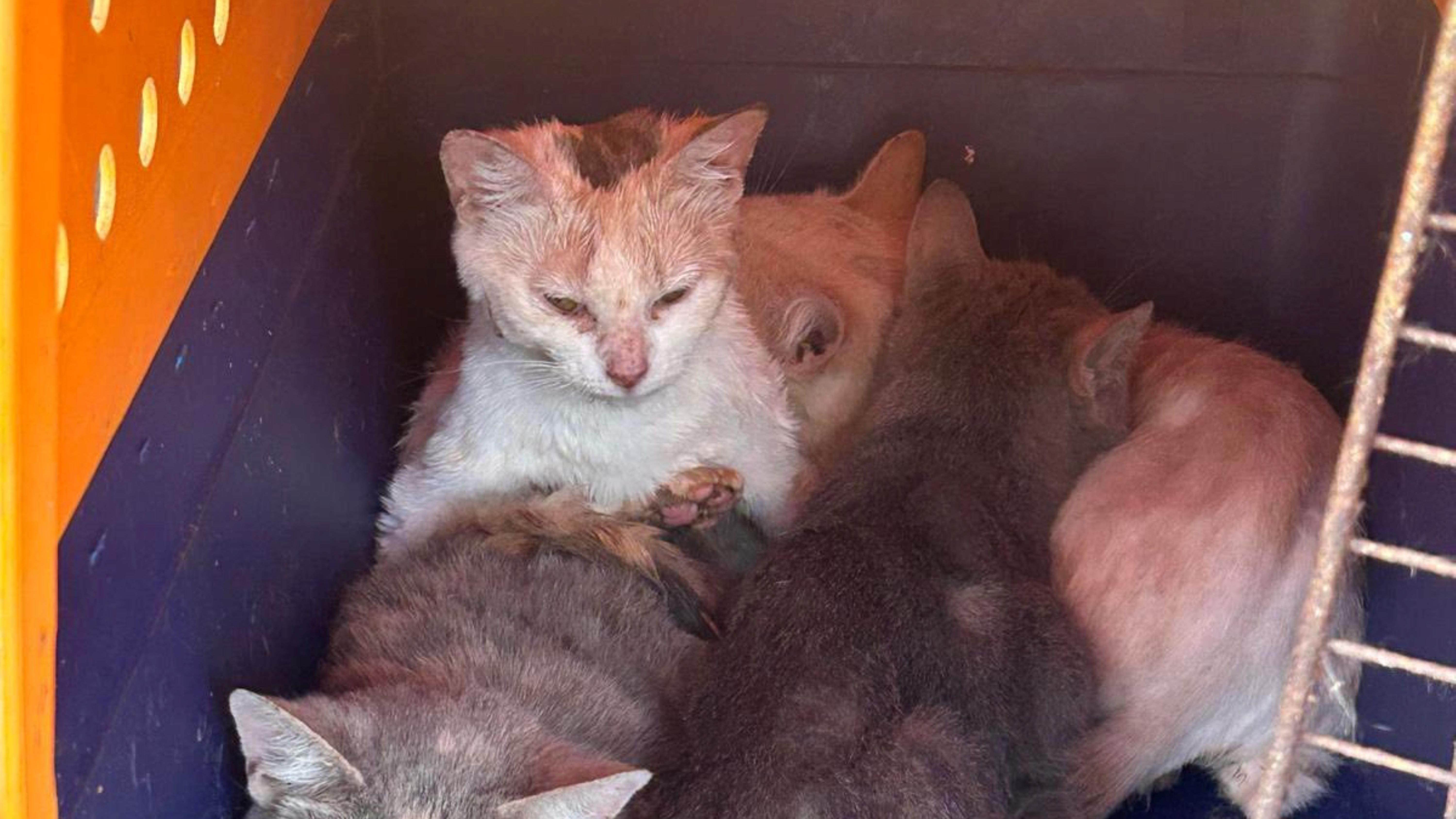 How Long to Cats Survive in a Kill Shelter: Shocking Truth Revealed