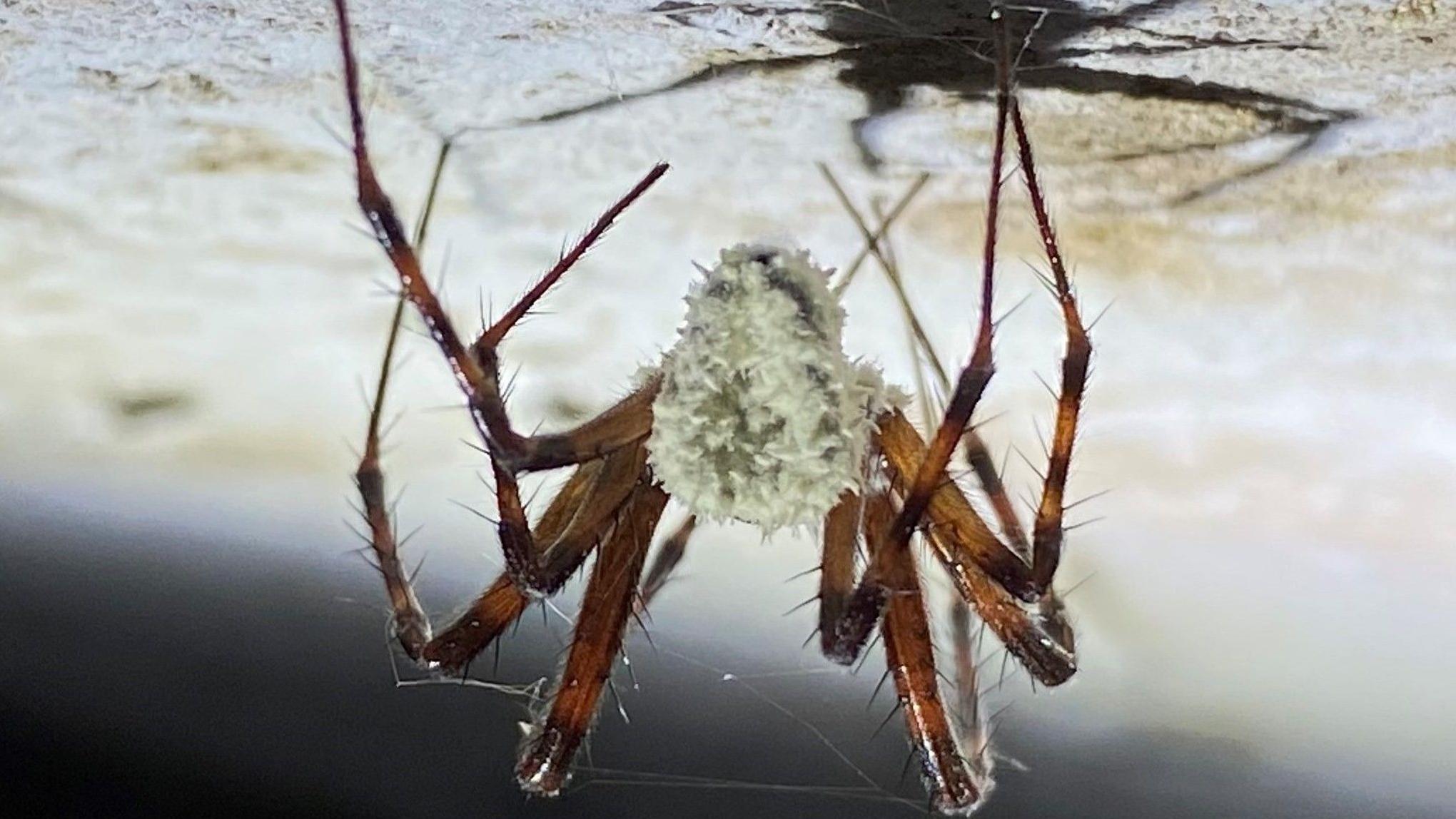 Zombie spiders' infected with fungus found in Irish caves