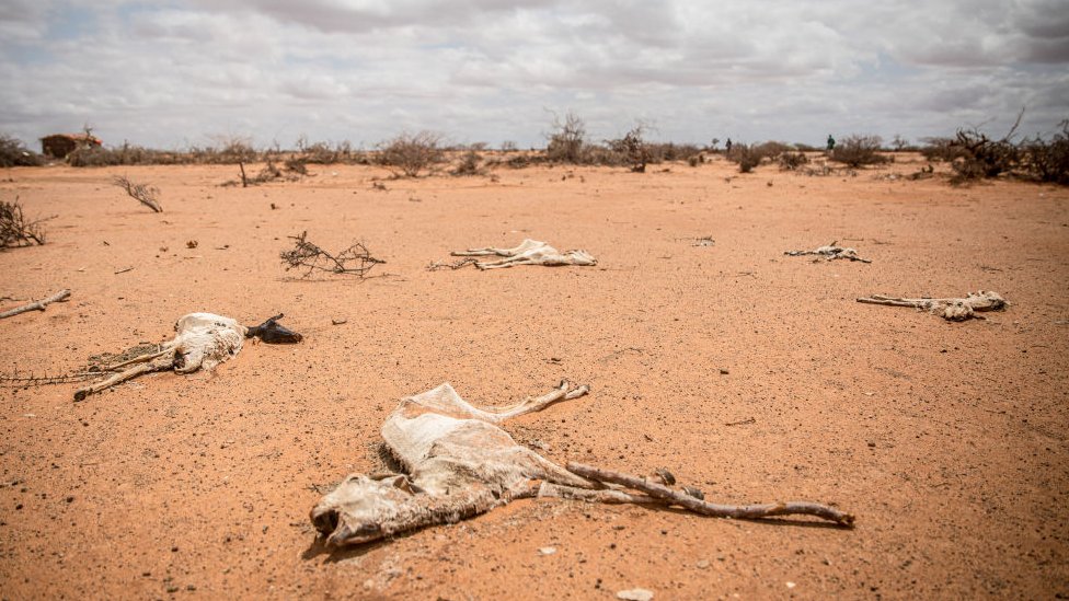 The carcass of goats lies in the sand on the outskirts of Dollow, Somalia. People from across Gedo in Somalia have been displaced due to drought conditions and forced to come to Dollow, in the southwest, to search for aid.