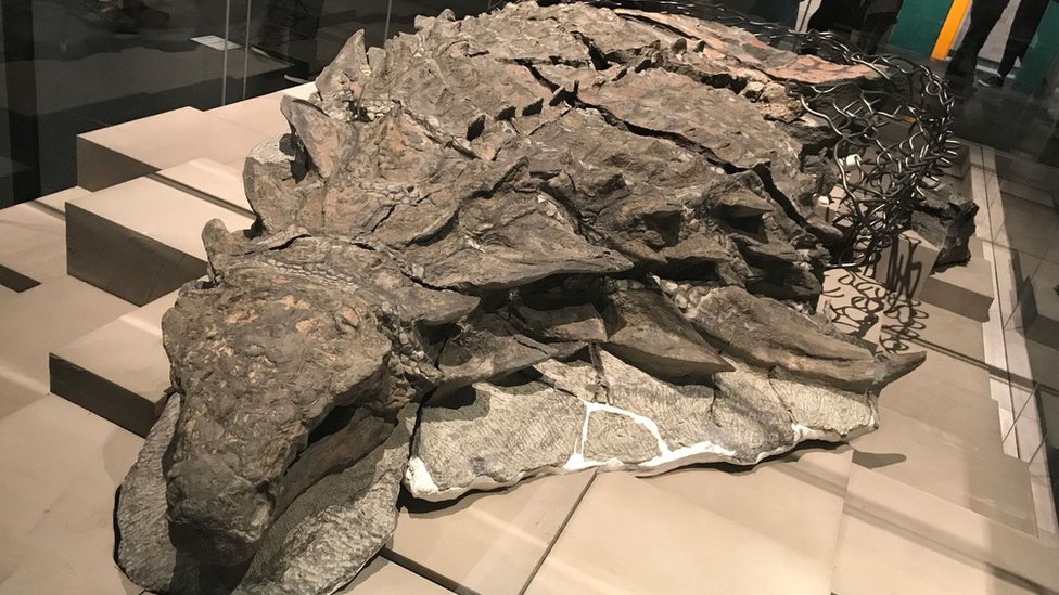Fósil de un nodosaurus