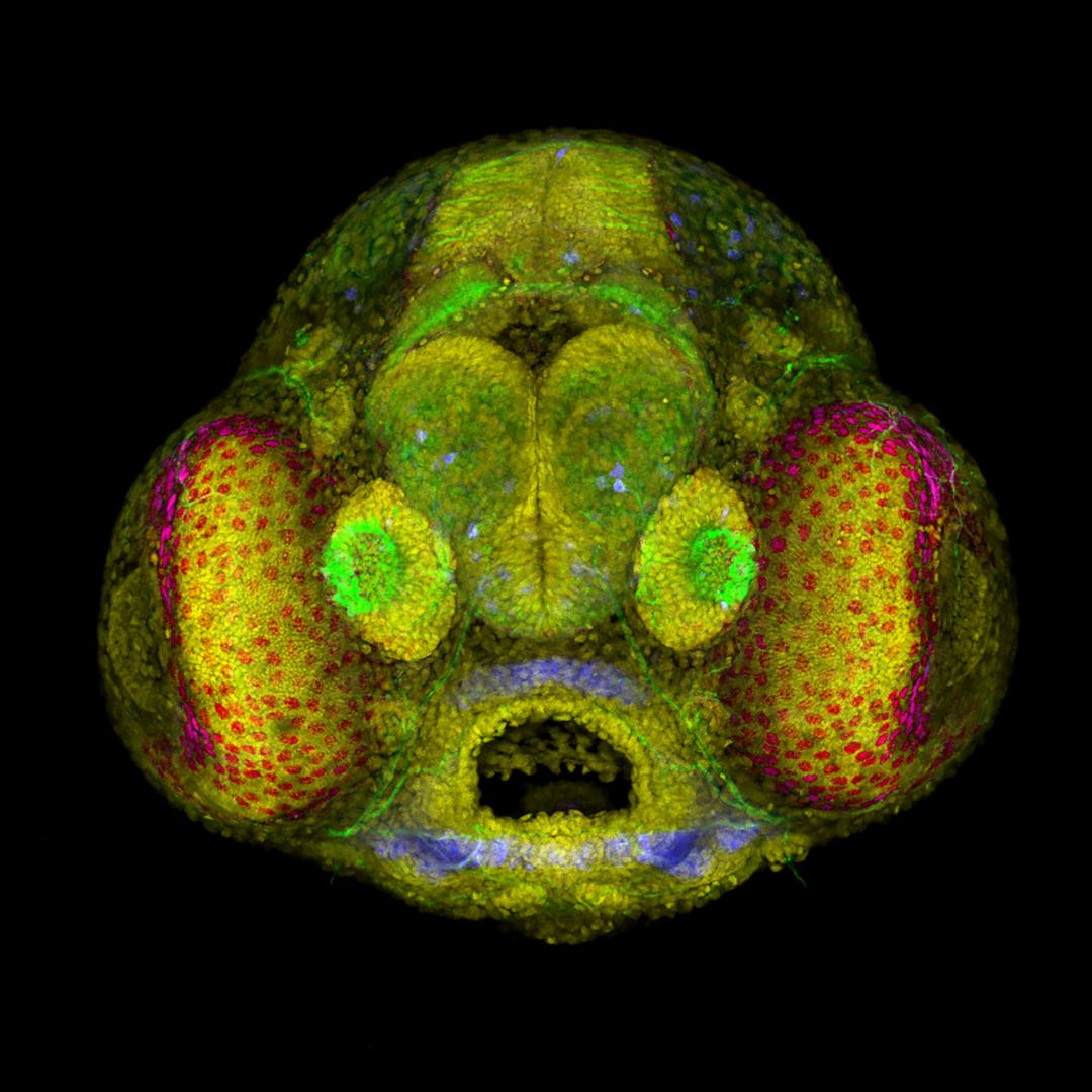 Foto microscópica de um embrião de peixe-zebra