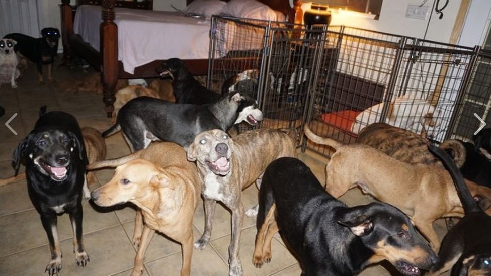 An image of dogs taken into safety in Chella Philip's home