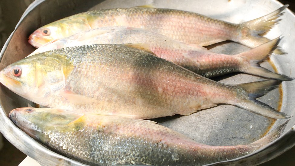 Three hilsa fish in a bowl