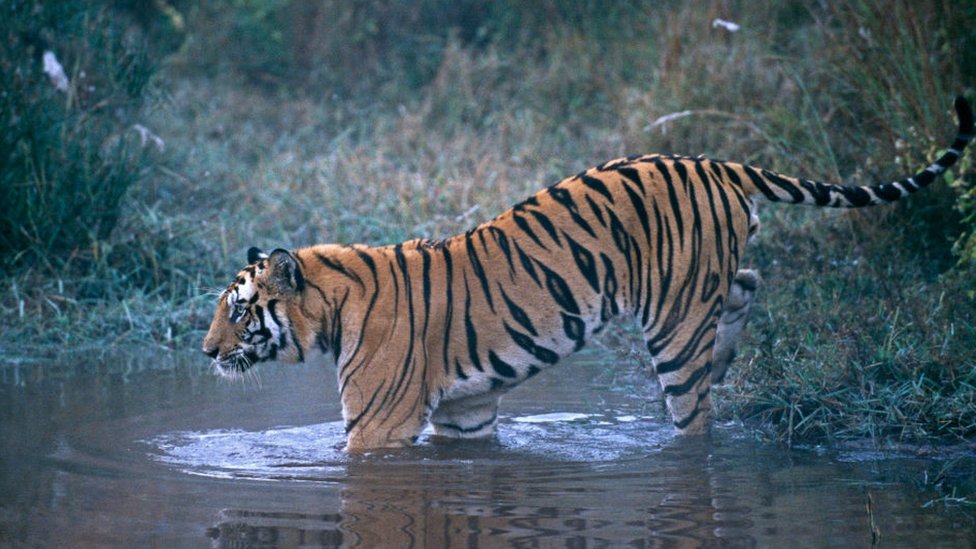 siberian tiger being hunted