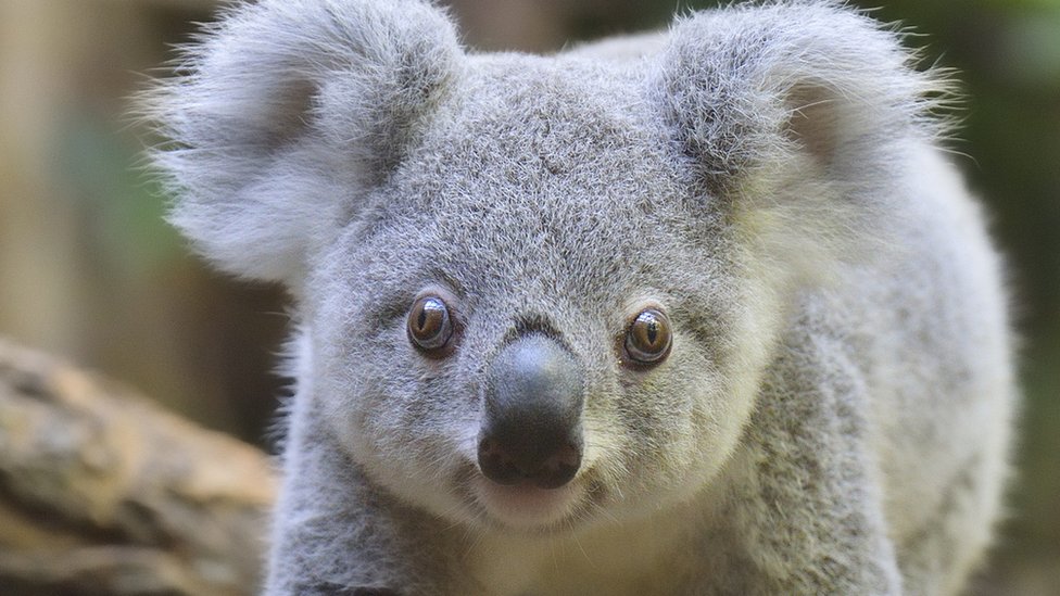 A koala