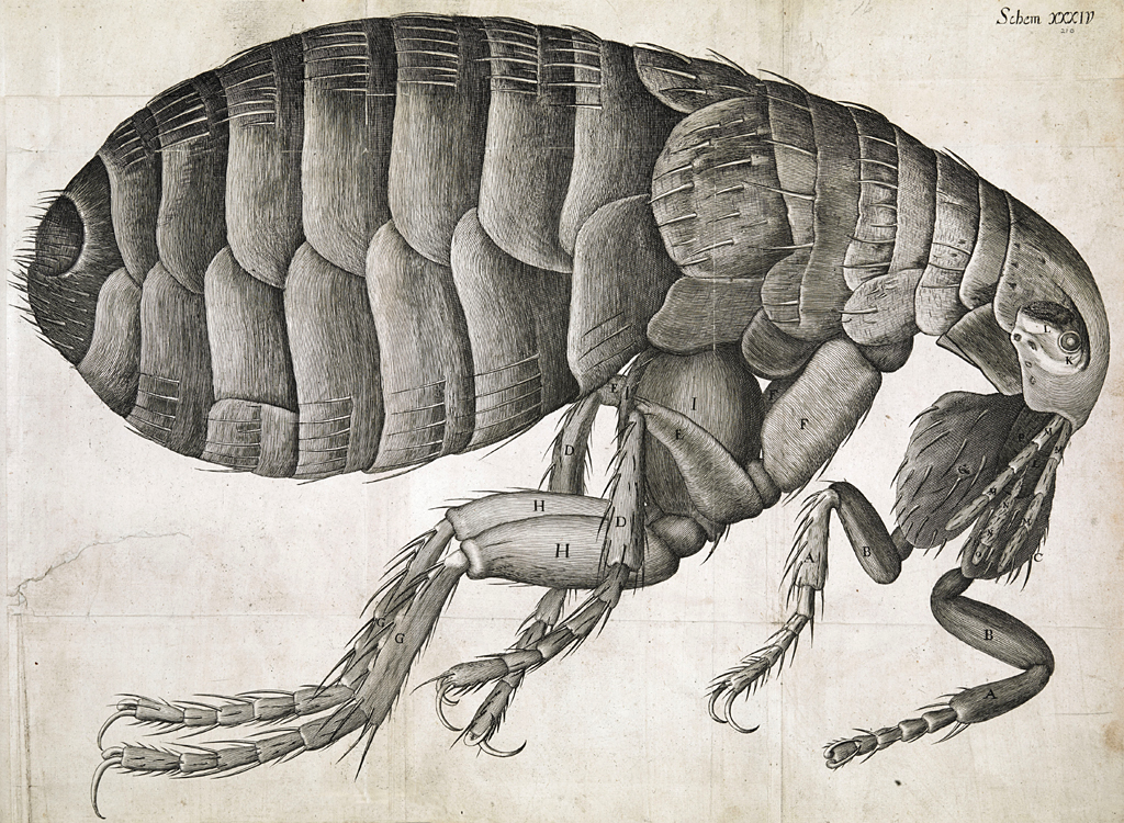 Блоха под микроскопом, Роберт Гук, Micrographia, 1665