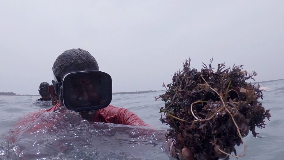 Diving in saris for seaweed in India
