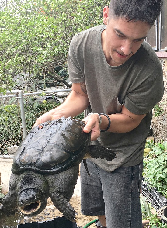Andrés Cota Hiriart con una tortuga mordedora
