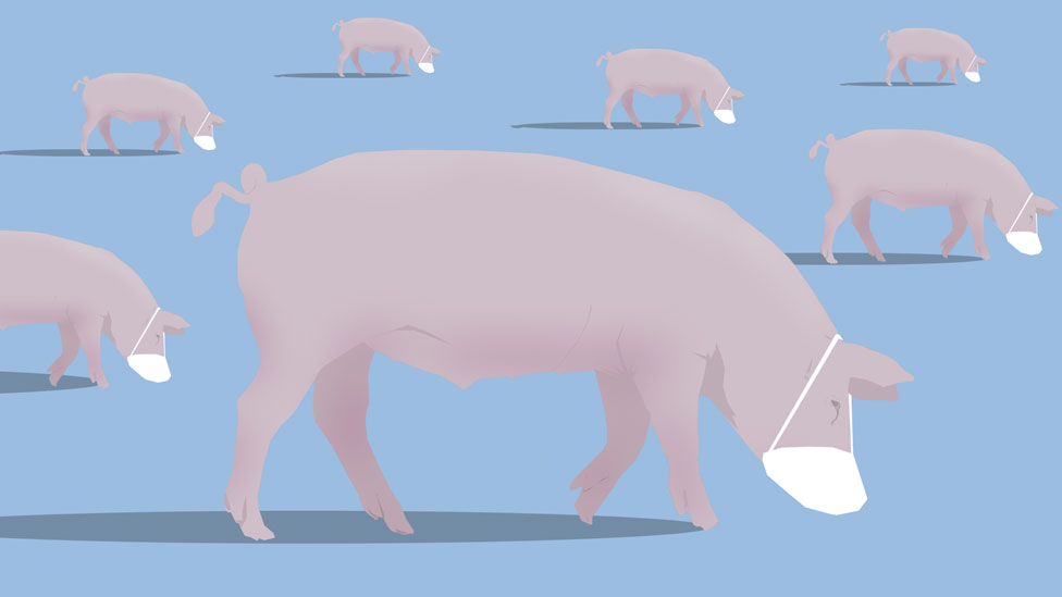 Graphic of pigs wearing masks