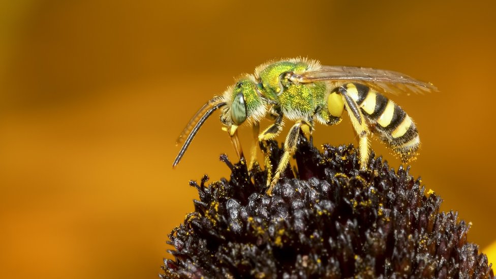abejas en polen