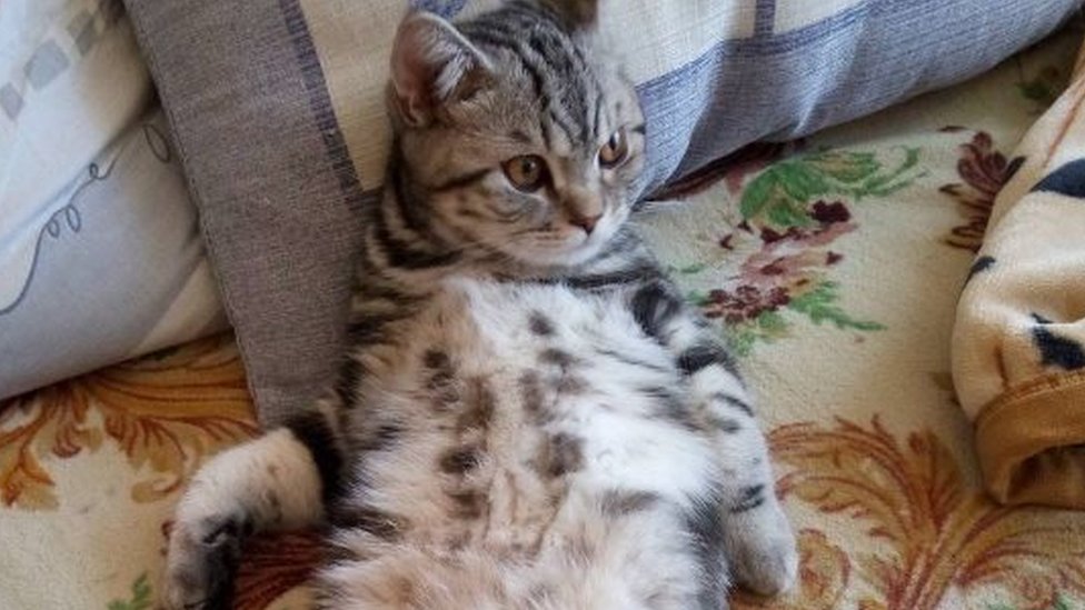 «Без рубашки» кот Маркуса Локи