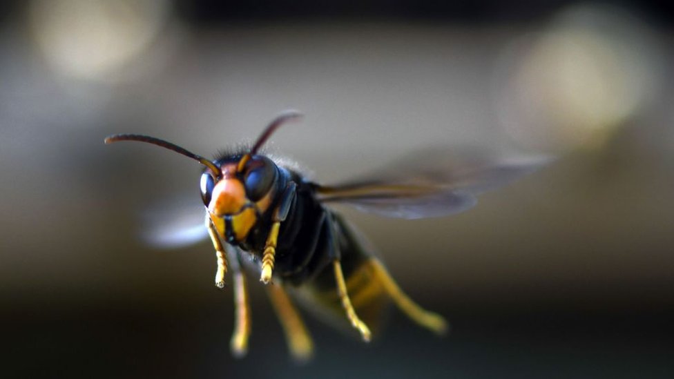 Un avispón gigante