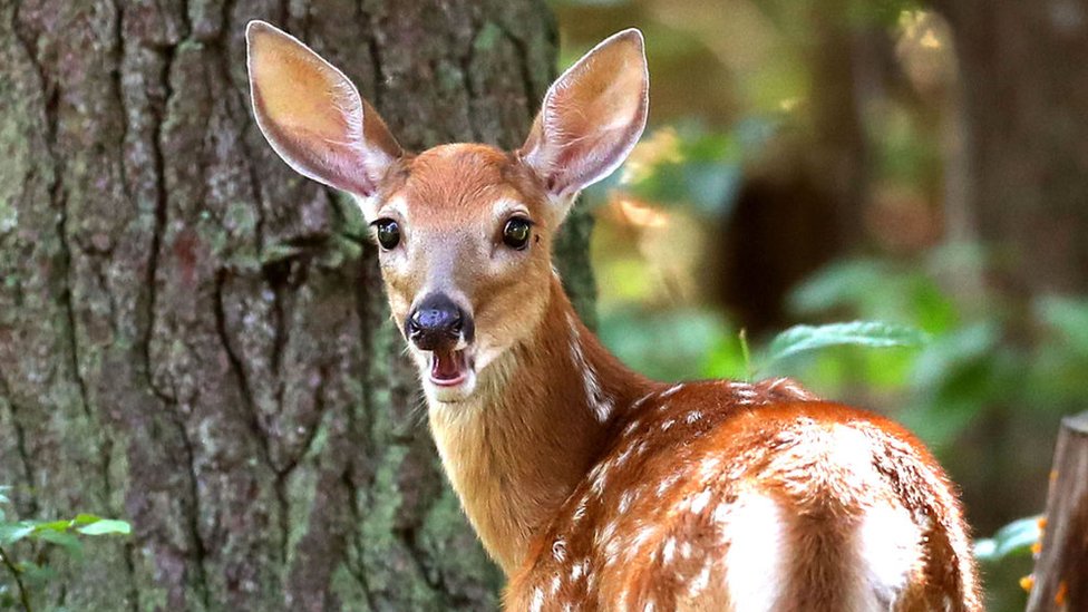 Venado de cola blanca en Massachusetts.