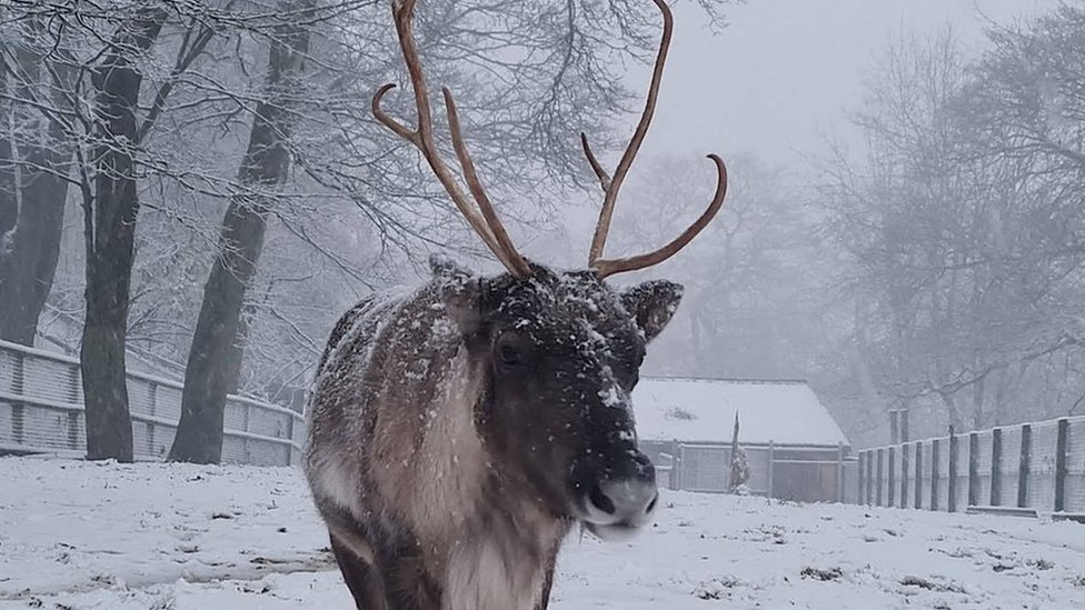 Storm Arwen Snow And Falling Trees Disrupt West Midlands Rail Services Bbc News