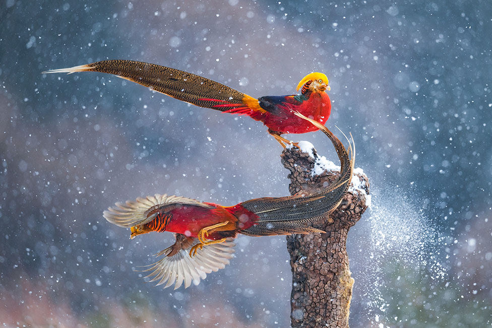 Dva šarena fazana u kineskom nacionalnom rezervatu Lišan, koji se nalazi u provinciji Šansi