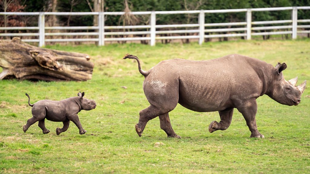 Baby Black Rhinoceros