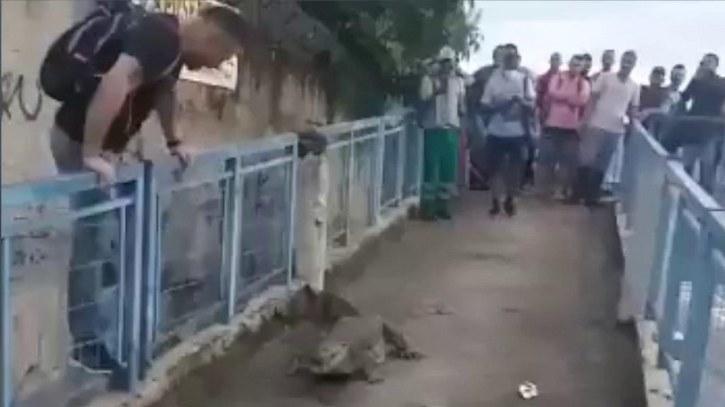 Brazil: Wild animals take to the streets in Rio de Janeiro