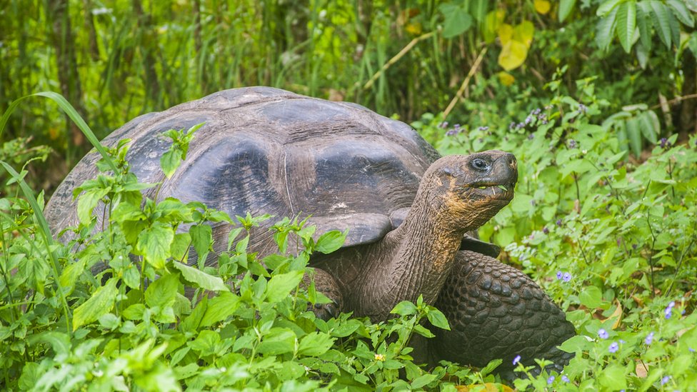 厄瓜多調查加拉帕戈斯巨龜遭獵殺案：保護「神獸」的背景和意義