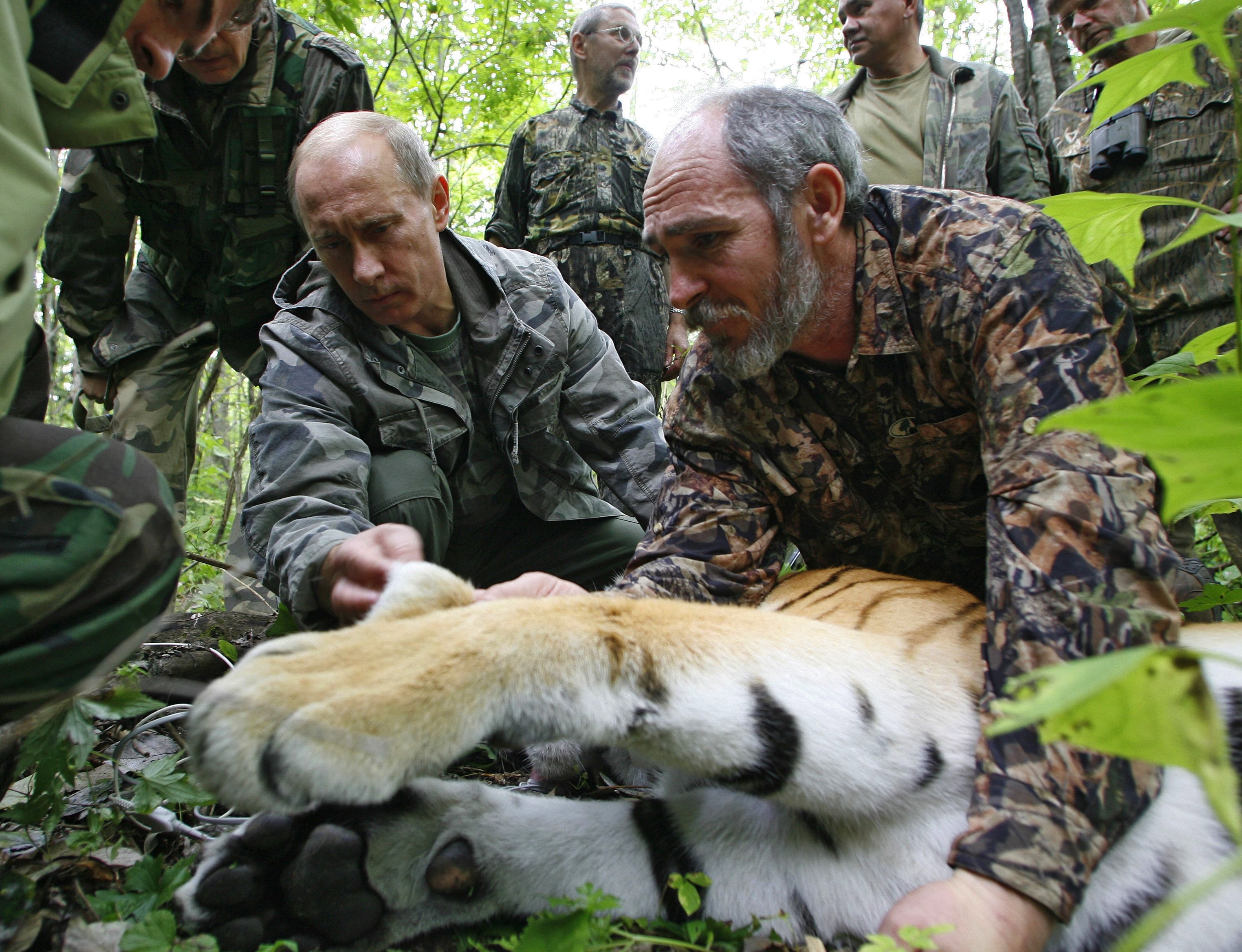 Vladimir Putin is photographed next to a tranquilised tiger