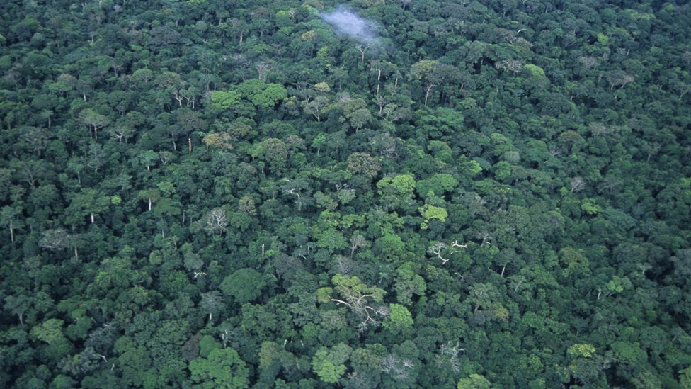 Навес тропического леса в Демократической Республике Конго, вид с воздуха
