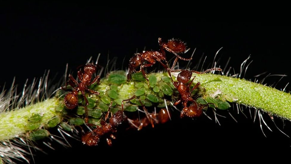 Mravi