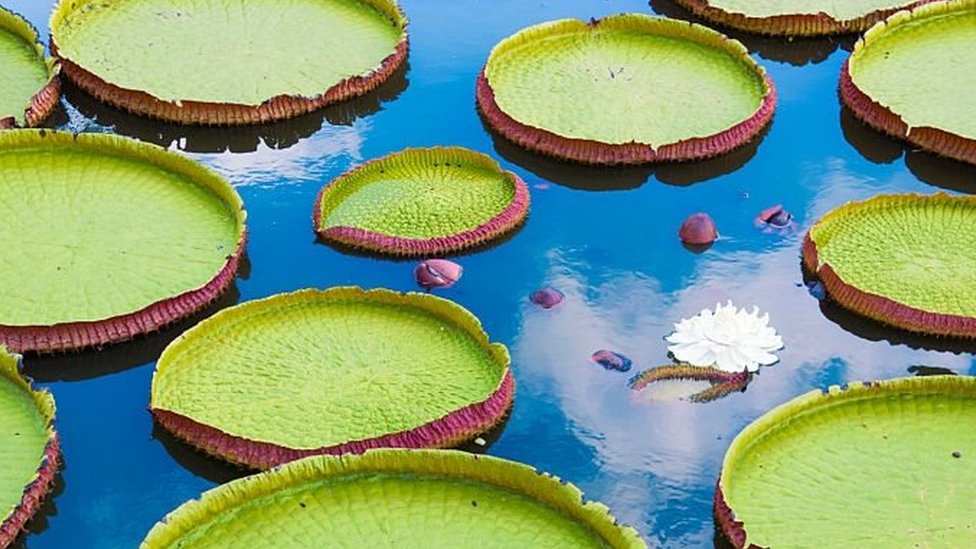Victoria amazonica. "La flor es blanca y femenina el primer día y luego en el segundo día es macho y se vuelve rosa para que los escabarabajos no la vean en la noche". Victoria amazonica