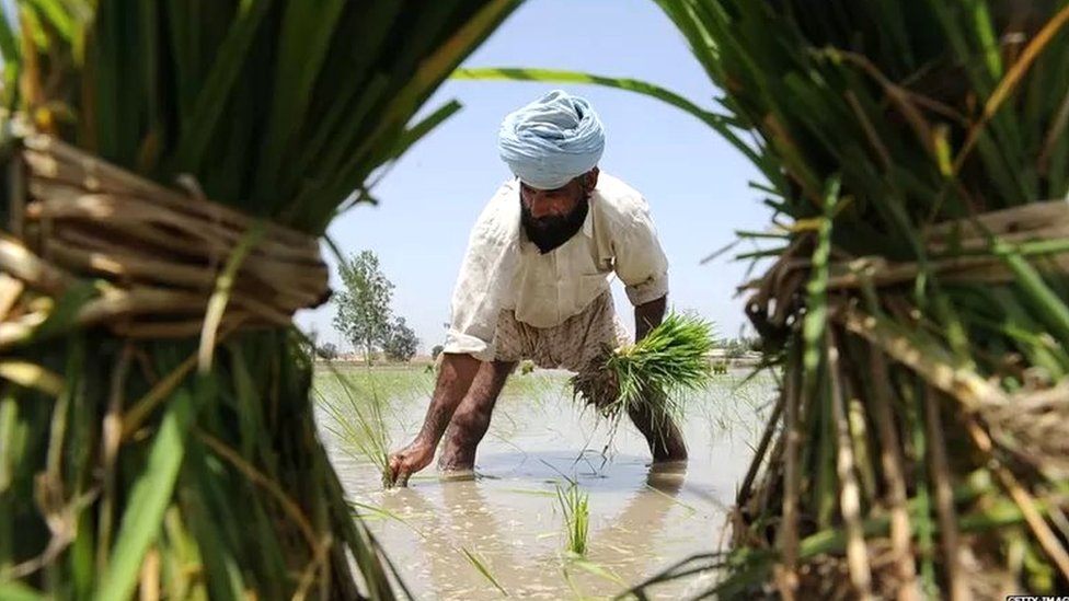 ਝੋਨੇ ਦੀ ਸਿੱਧੀ ਬਿਜਾਈ