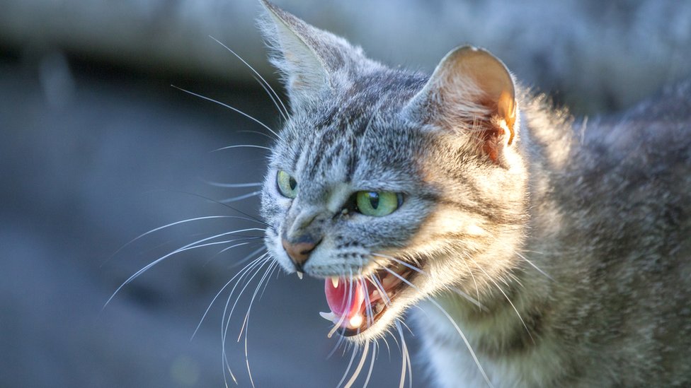 El vínculo entre la agresión y el placer no es nuevo. Gato