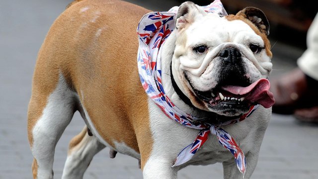 A British Bulldog