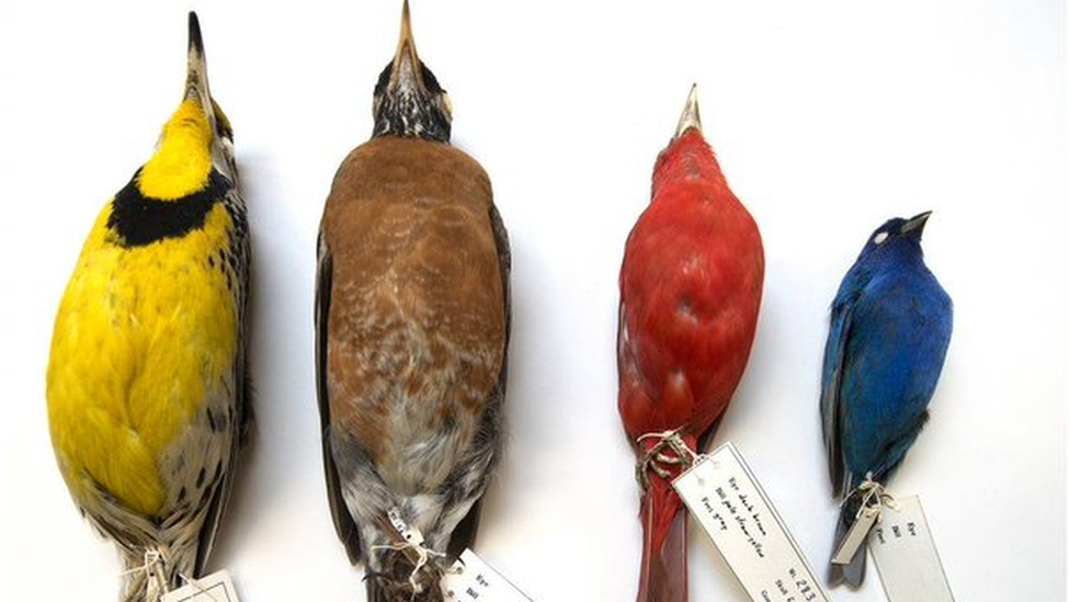 Pássaros mortos no Fild Museum