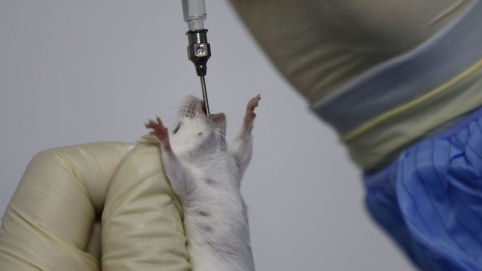 Ratón recibe una medicina