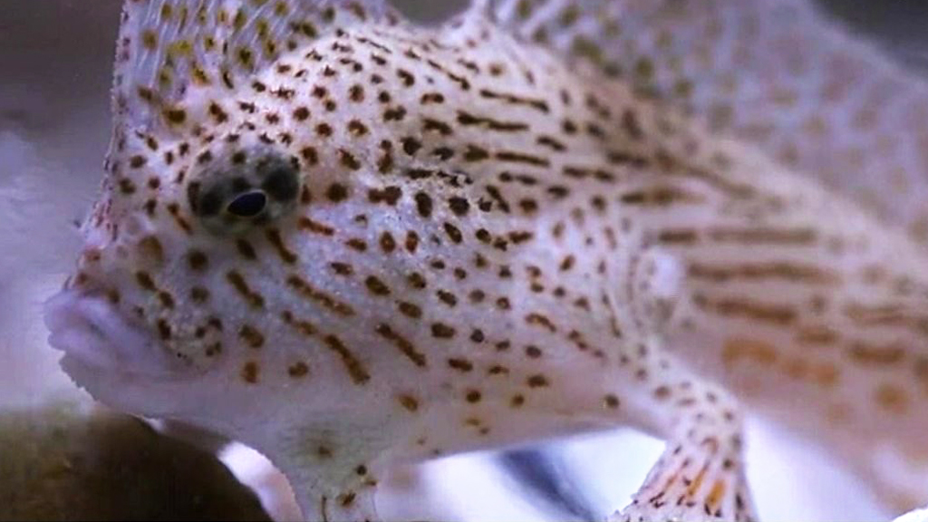 Spotted handfish: Saving Tasmania's unusual 'walking' species