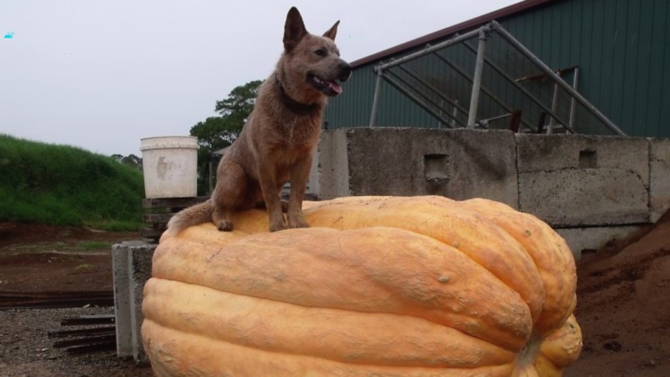 Giant pumpkin rivalry brings growers together in Australia