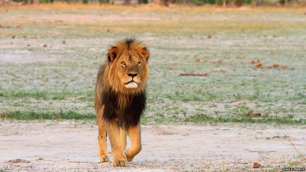 Zimbabwe's 'iconic' Lion Cecil Killed By Hunter - Bbc News