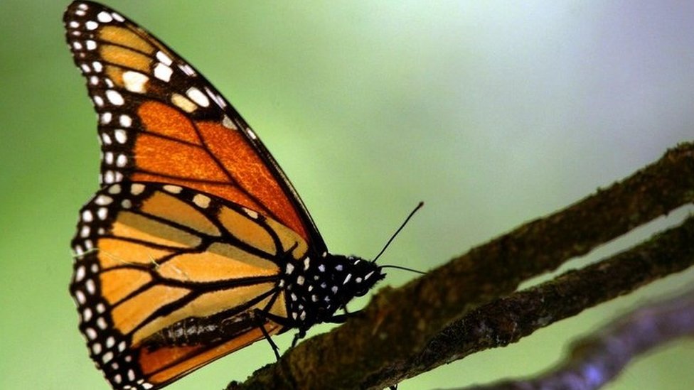 Изображение бабочки монарх