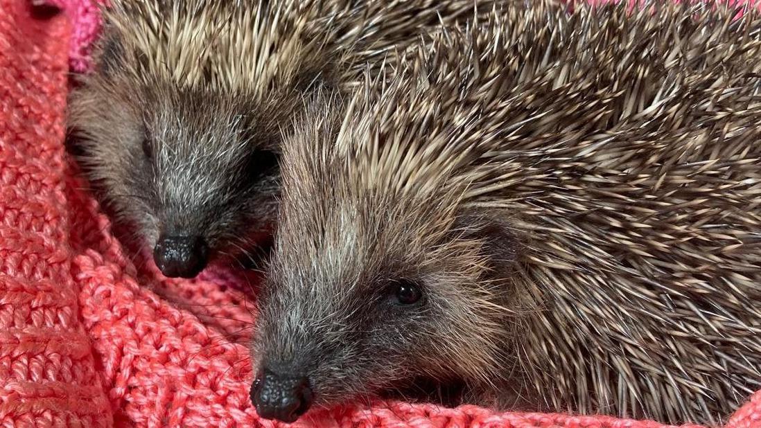 Hedgehog killed and dozens rescued in Fife animal hospital fire