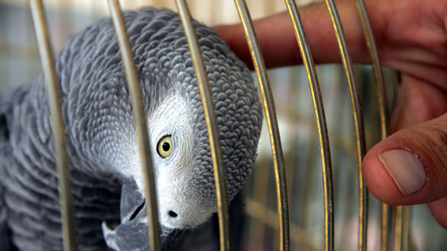 The Illicit Parrot Trafficking Industry: A Multi-Billion Dollar Harm to People and Birds