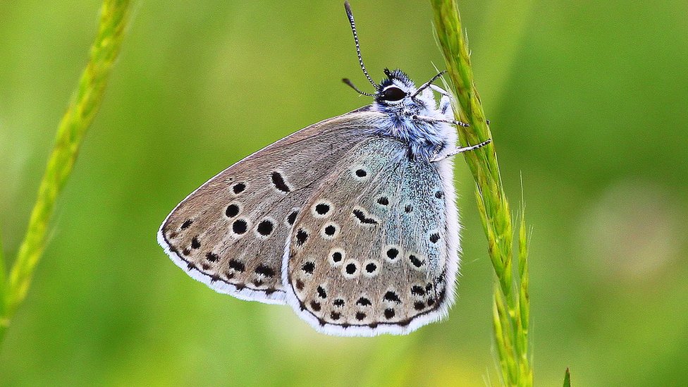 Большая синяя бабочка