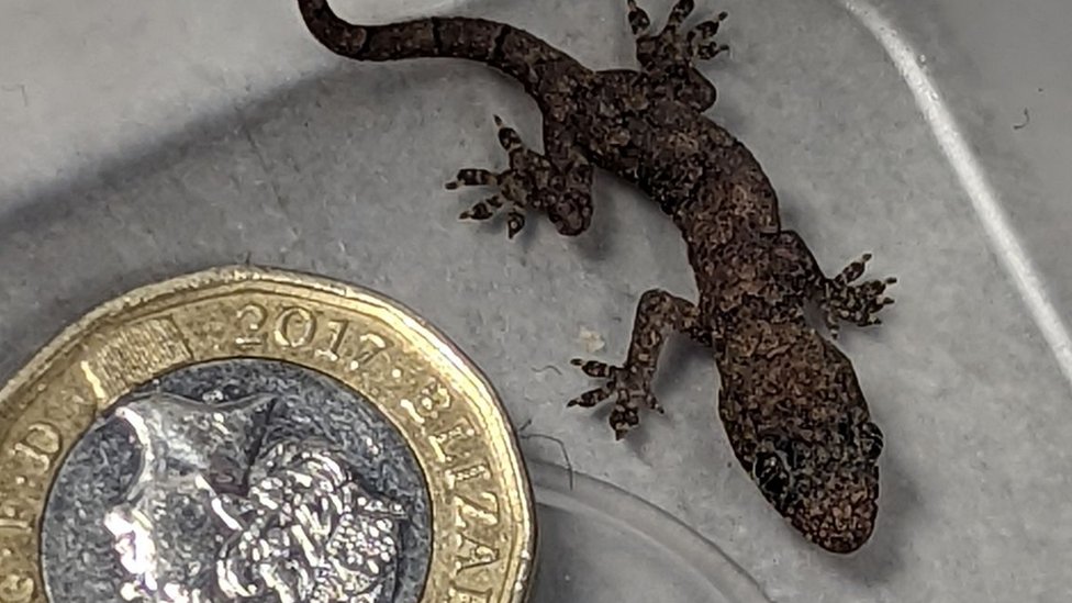 Stowaway African lizard found in Wakefield couple's suitcase