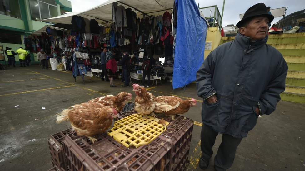 Los huevos son un alimento muy asequible y accesible para las poblaciones que son particularmente vulnerables a la malnutrición. Gallinas en un mercado de Cotopaxi, en Ecuador