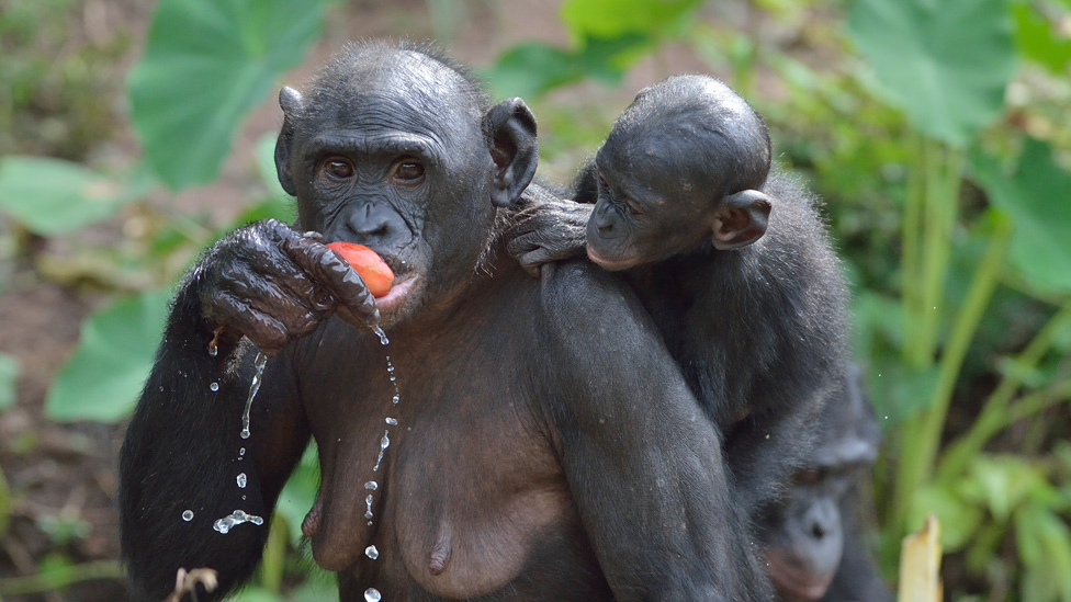 Madre bonobo con su bebé