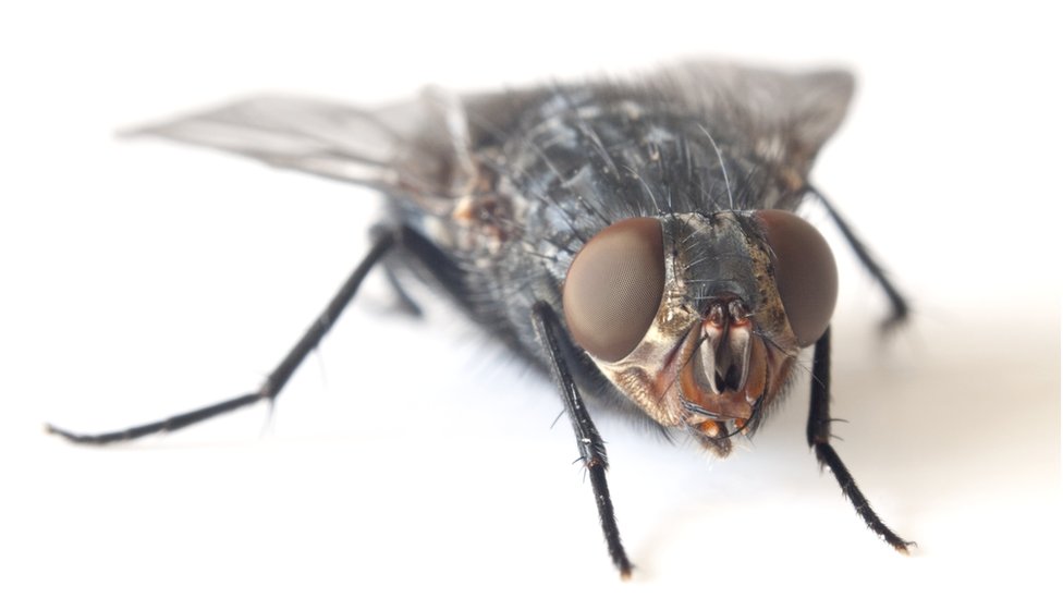 Why is it so hard to swat a fly?