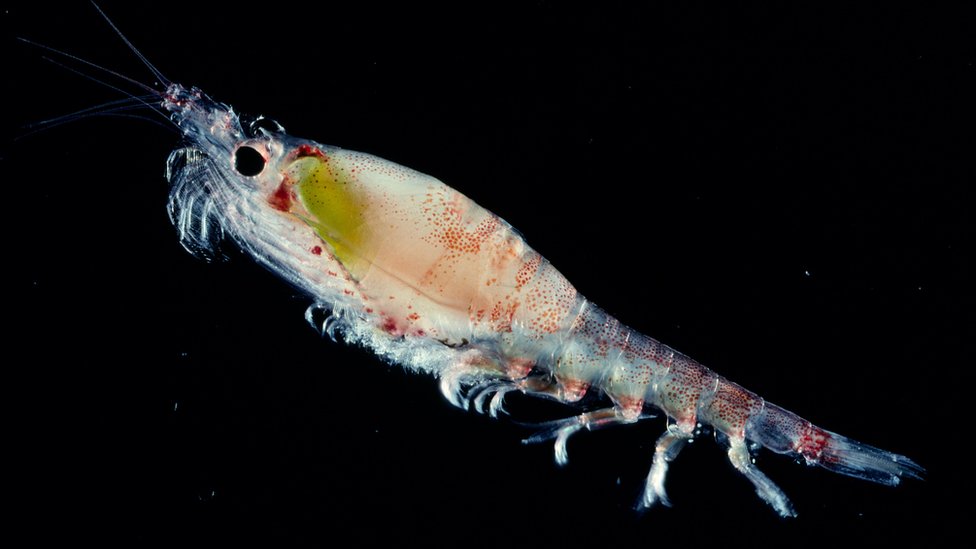 El kril es el principal alimento de los pingüinos Adelaida. Hembra de kril