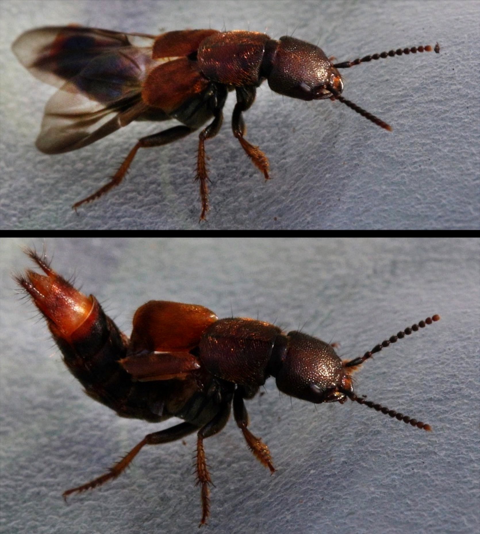 A rove beetle with its wings extended (top) and with its abdomen raised in a similar manner to a scorpion sting (bottom)